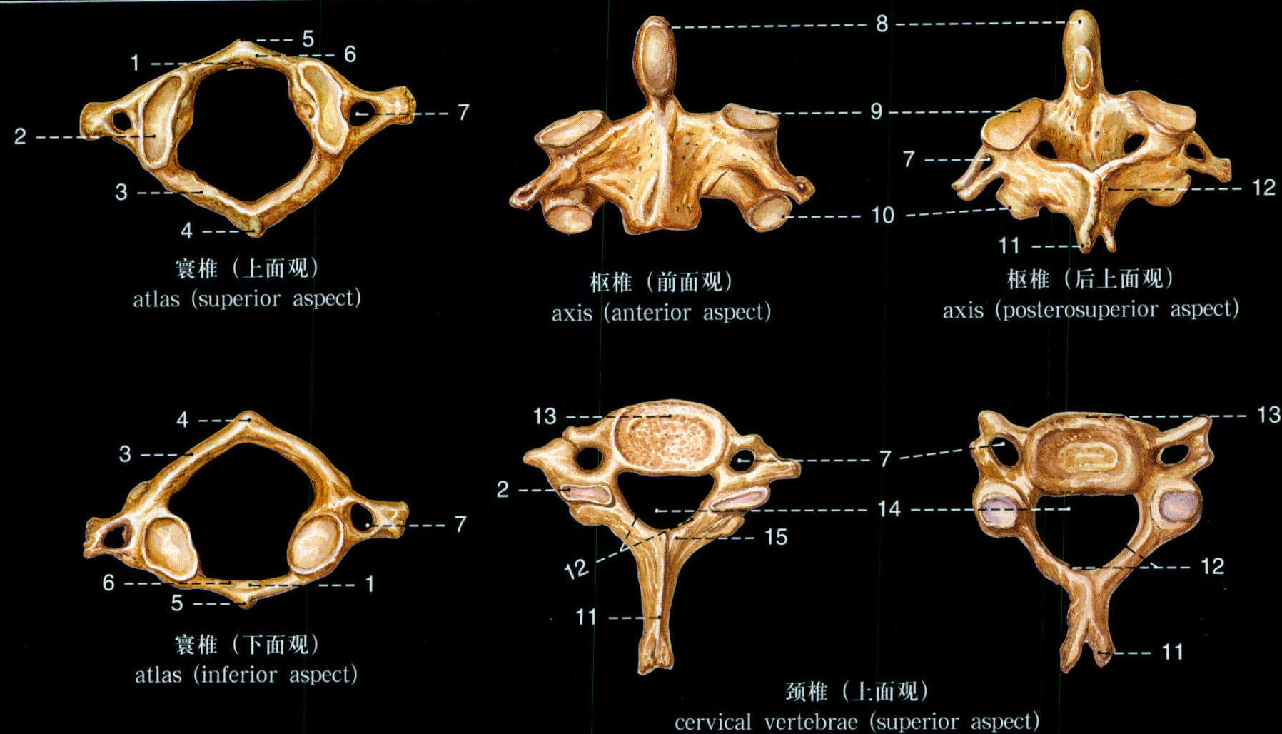7.颈椎的形态